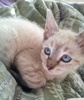 [picture of Austin, a Siamese/Domestic Short Hair-x lynx point cat]