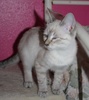 [picture of Austin, a Siamese/Domestic Short Hair-x lynx point cat]