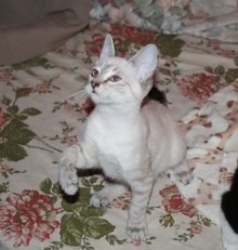 [picture of Austin, a Siamese/Domestic Short Hair-x lynx point\ cat] 