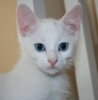 A picture of #NS03966: Pearl a Domestic Medium Hair white