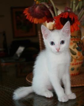 [another picture of Pearl, a Domestic Medium Hair white\ cat] 