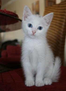 [picture of Pearl, a Domestic Medium Hair white cat]