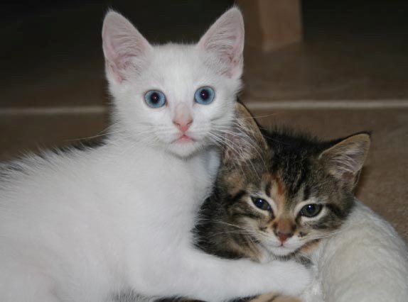 [picture of Pearl, a Domestic Medium Hair white cat]