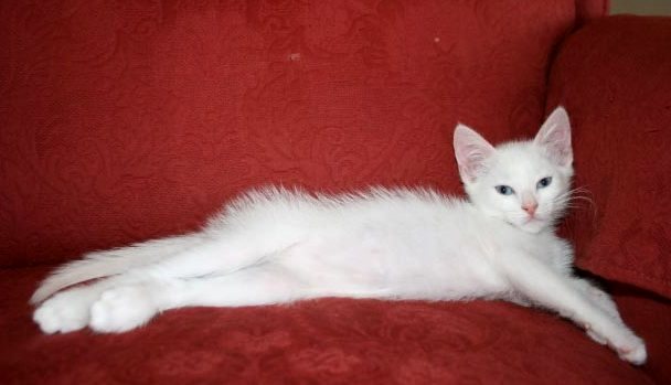[picture of Pearl, a Domestic Medium Hair white cat]