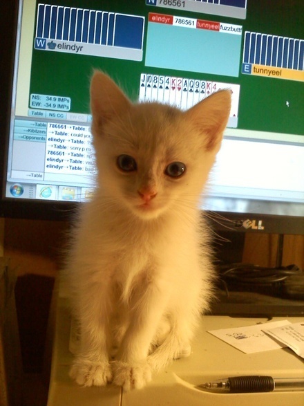 [picture of Pearl, a Domestic Medium Hair white cat]
