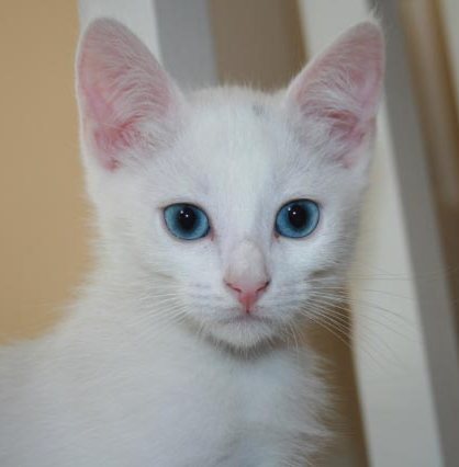 [picture of Pearl, a Domestic Medium Hair white\ cat] 