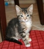 A picture of #NS03967: Pebbles a Domestic Short Hair brown tabby