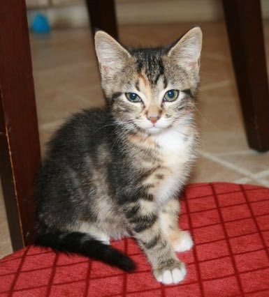 [another picture of Pebbles, a Domestic Short Hair brown tabby\ cat] 