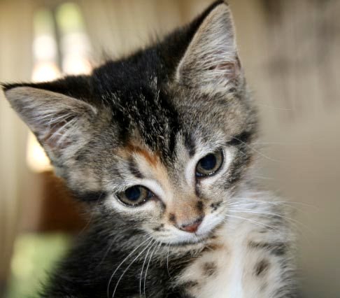[picture of Pebbles, a Domestic Short Hair brown tabby cat]