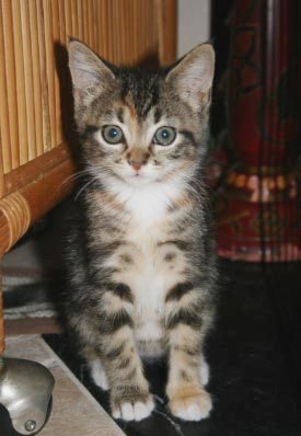 [picture of Pebbles, a Domestic Short Hair brown tabby cat]