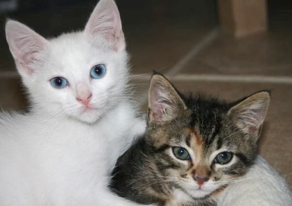 [picture of Pebbles, a Domestic Short Hair brown tabby cat]