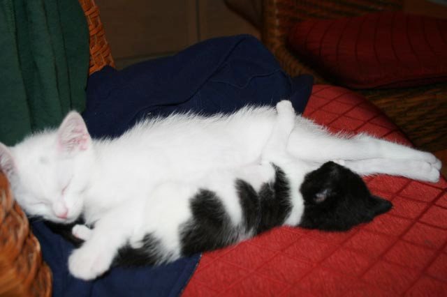 [picture of Pebbles, a Domestic Short Hair brown tabby cat]