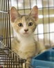 A picture of #NS03971: Ellie a Domestic Short Hair dilute tortoiseshell