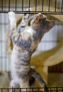 [another picture of Ellie, a Domestic Short Hair dilute tortoiseshell\ cat] 