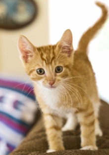 [another picture of Donny, a Domestic Short Hair orange tabby\ cat] 