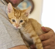 A picture of #NS03972: Donny a Domestic Short Hair orange tabby