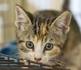 A picture of #NS03973: Freda a Domestic Short Hair dark tortoiseshell tabby