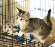 [another picture of Freda, a Domestic Short Hair dark tortoiseshell tabby\ cat] 