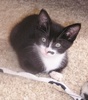 A picture of #NS03974: Luna a Domestic Short Hair black/white