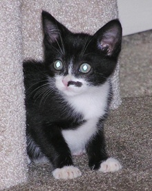 [another picture of Luna, a Domestic Short Hair black/white\ cat] 