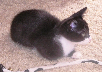 [picture of Luna, a Domestic Short Hair black/white cat]