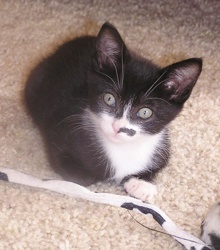 [picture of Luna, a Domestic Short Hair black/white\ cat] 