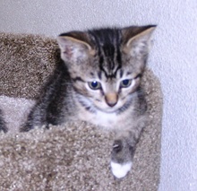 [another picture of Alfred, a Domestic Short Hair gray tabby/white\ cat] 