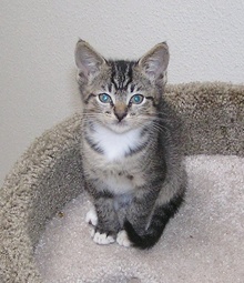 [picture of Alfred, a Domestic Short Hair gray tabby/white\ cat] 