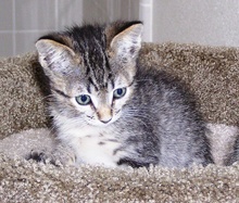 [another picture of Daisy, a Domestic Short Hair gray tabby\ cat] 