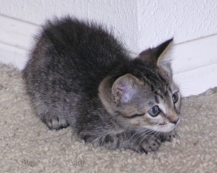 [picture of Daisy, a Domestic Short Hair gray tabby cat]