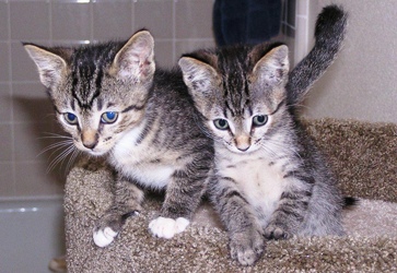 [picture of Daisy, a Domestic Short Hair gray tabby cat]