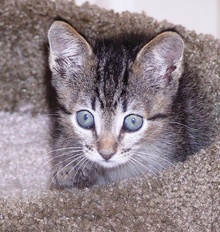 [picture of Daisy, a Domestic Short Hair gray tabby\ cat] 