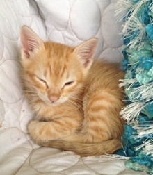 [picture of Pumpkin, a Domestic Short Hair orange tabby\ cat] 