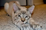 A picture of #NS03978: Snoopy FKA Devon a Siamese/Domestic Short Hair-x lynxpoint