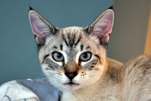 [another picture of Snoopy FKA Devon, a Siamese/Domestic Short Hair-x lynxpoint\ cat] 