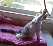 [picture of Snoopy FKA Devon, a Siamese/Domestic Short Hair-x lynxpoint cat]
