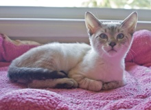 [picture of Snoopy FKA Devon, a Siamese/Domestic Short Hair-x lynxpoint cat]