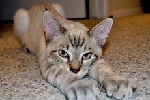 [picture of Snoopy FKA Devon, a Siamese/Domestic Short Hair-x lynxpoint\ cat] 