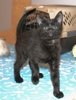 A picture of #NS03984: Santorini a Domestic Short Hair black