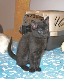 [another picture of Santorini, a Domestic Short Hair black\ cat] 