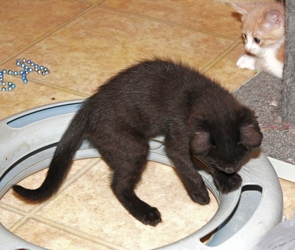 [picture of Santorini, a Domestic Short Hair black cat]
