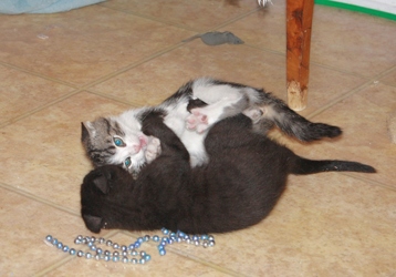 [picture of Santorini, a Domestic Short Hair black cat]