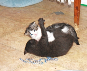 [picture of Santorini, a Domestic Short Hair black cat]
