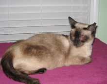 A picture of #NS03985: Jaz a Siamese/Domestic Short Hair-x sealpoint