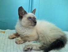[another picture of Siegfried, a Siamese/Domestic Short Hair-x bluepoint\ cat] 