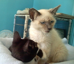 [picture of Siegfried, a Siamese/Domestic Short Hair-x bluepoint cat]