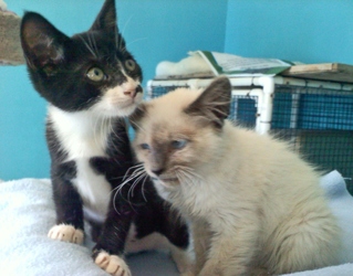 [picture of Siegfried, a Siamese/Domestic Short Hair-x bluepoint cat]