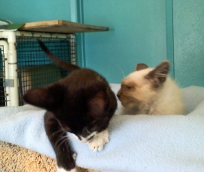 [picture of Siegfried, a Siamese/Domestic Short Hair-x bluepoint cat]