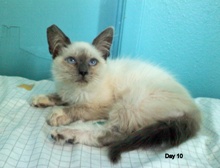 A picture of #NS03986: Siegfried a Siamese/Domestic Short Hair-x bluepoint