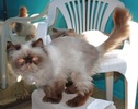 A picture of #NS03987: Ziggy a Himalayan chocolate point